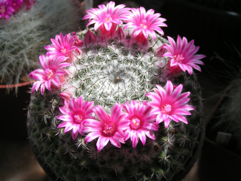 Mammillaria vonwyssiana